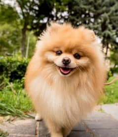 Golden Pomeranian Dog for Sale