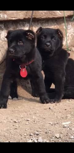 dopahar king alabai pair dog 3 month for sale