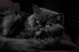 Persian Black cat