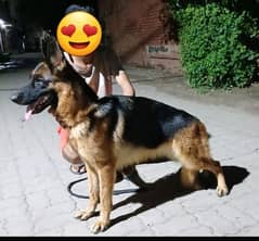 GSDCP PEDIGREE FEMALE FOR SALE.