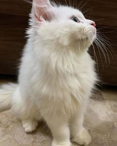 persian cats.  2 months . male and females
