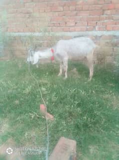 Bakri for sale || Koral Islamabad