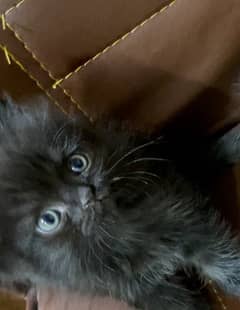 norvegian British kitten for sale