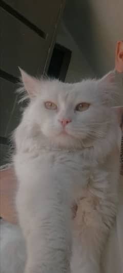 Pure persian male cat  /punch face
