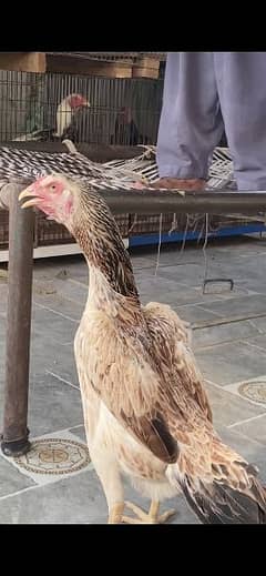 shamoo pair hen /murga breeder aseel lakha