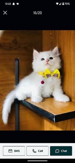 Persian Kittens | Triple Coat Cat |( Puncch Persian Kittens For Sale) 0