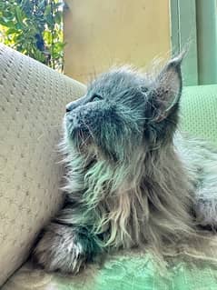 GREY PERSIAN CAT