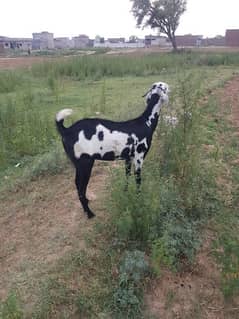 Bakri (Goat)  for sale.