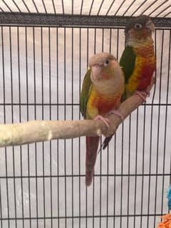 Pineapple conure red fector breeder pair