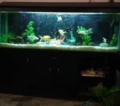 6 feet Fish Aquarium for sale (Urgent) 0