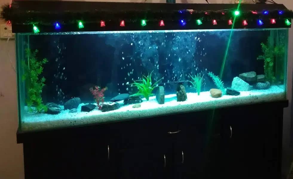 6 feet Fish Aquarium for sale (Urgent) 3