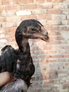 Qandhari parrot beak