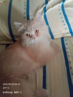 Persian Cat For sall interested  rabta kry just