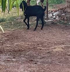 Black Goat for Urgent Sale Active and Good breed