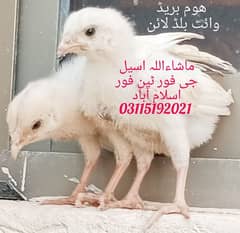 Heera Aseel / Heera Chicks/ Heera madi  / Aseel breeder