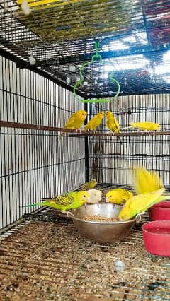 Australian parrot breeder pairs