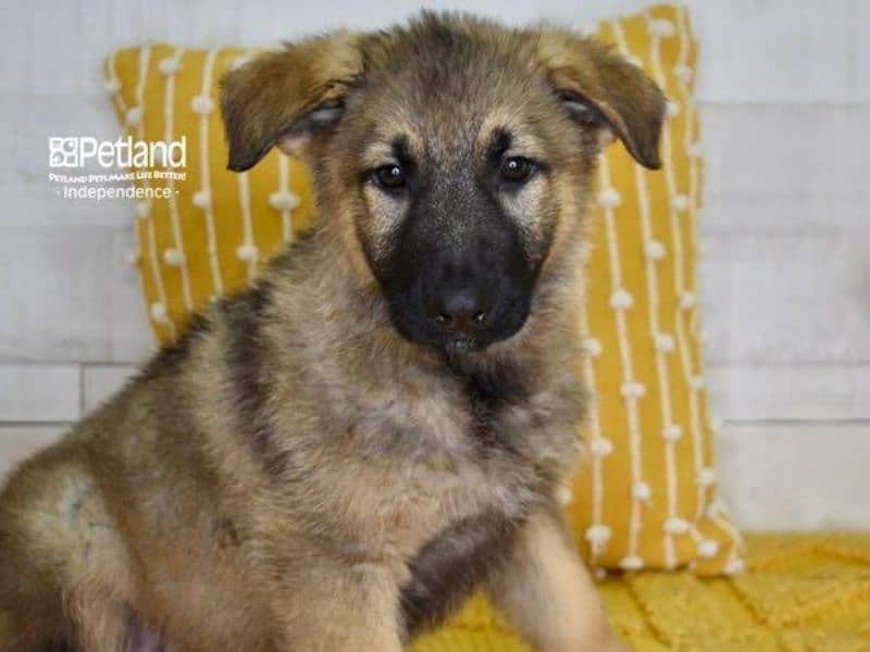 german shepherd puppies 0