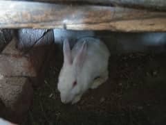 Rabbit female for sale