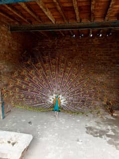 male peacock