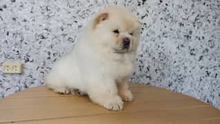 Chow chow fci puppies available for booking