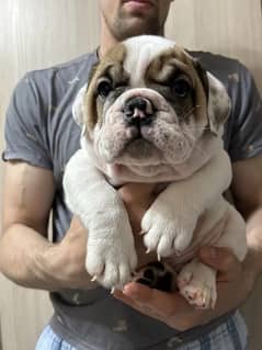 British bulldog puppies available for booking