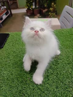 Persian cat / Persian kittens / triple coated /punch face /