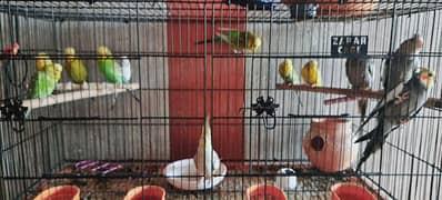 All bird tame . . adultt  pair