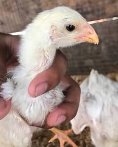 White O Shamo German Breed Chicks Available