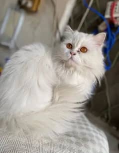 Persian cat triple coat