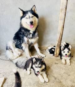 Siberian puppy