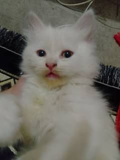 female persion kitten for sale