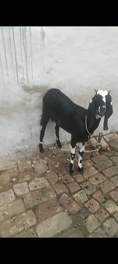 2 First Timer Pregnant Goats For Sale