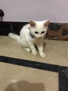 persian kittens for sell