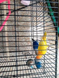 2 pairs blue fishri or lutino personata+par blue with cage