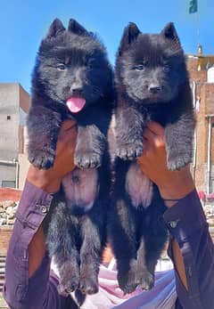 Black German shepherd pair long coat available for sale