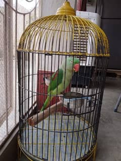 parrot