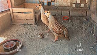 dakhni teetar breeder pair for sale