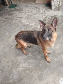 german shephard dog female for sale polite humble palyfull