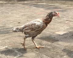 Golden brown Aseel hen and cock for sale (pair).