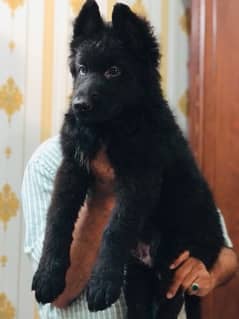 Black German shepherd male puppy