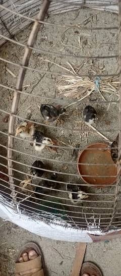 8 chicks for sale pure aseel mianwali