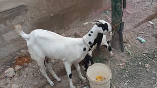 Kamori bakri /goat and kid / bakra