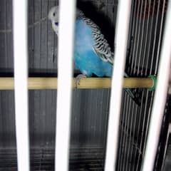 14 pees bajri parrot with 2cage