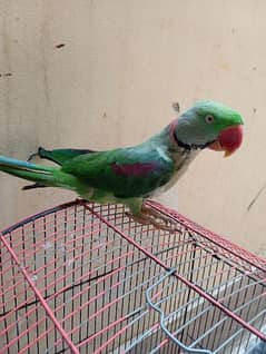 Kashmiri raw parrot male