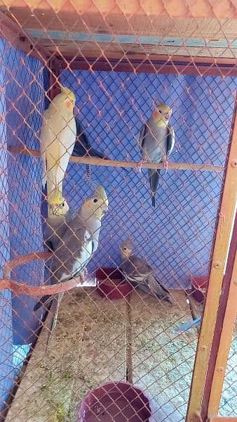 Cocktails Pairs and males/females for Sale 0