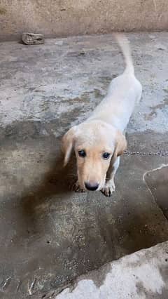 74 days labrador American