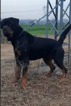 Rottweiler for stud (0336 9878719 )