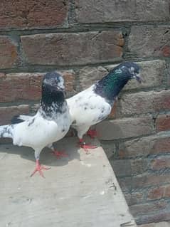 hy flyer pigeon