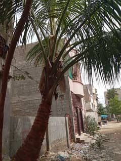 4 years Old Coconut Tree For Sales