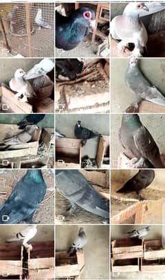 Motara Pigeons for Sale